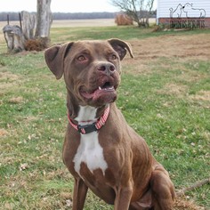 Boxer-Unknown Mix Dogs for adoption in Troy, IL, USA