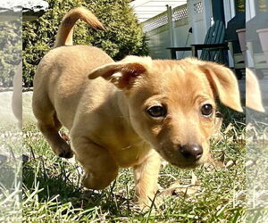 Chiweenie Dogs for adoption in Batavia, OH, USA