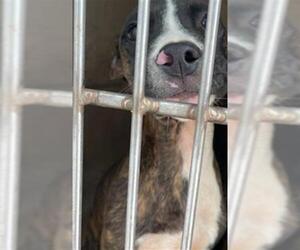 American Pit Bull Terrier-Unknown Mix Dogs for adoption in Oklahoma City, OK, USA