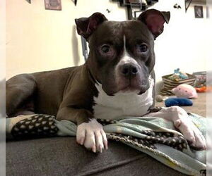 American Pit Bull Terrier-Unknown Mix Dogs for adoption in Westwood, NJ, USA