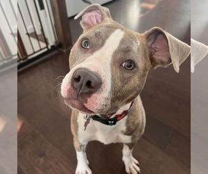 American Pit Bull Terrier Dogs for adoption in Alexandria, VA, USA