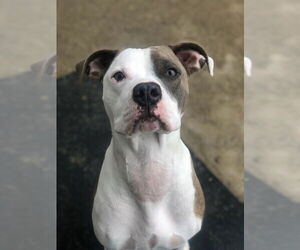 Airedale Terrier-American Pit Bull Terrier Mix Dogs for adoption in East Derry, NH, USA
