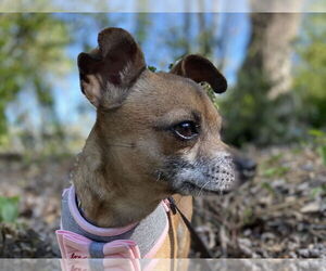 Chihuahua Dogs for adoption in Wheaton, IL, USA