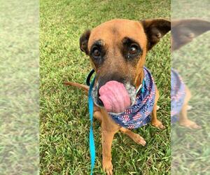 Labrador Retriever-Rhodesian Ridgeback Mix Dogs for adoption in Alva, FL, USA