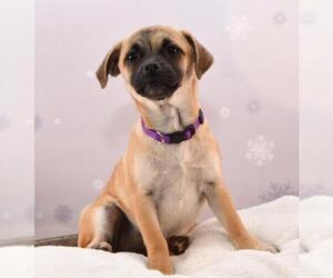 Chug Dogs for adoption in Sheridan, CO, USA