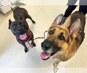 German Shepherd Dog Dogs for adoption in Norfolk, VA, USA
