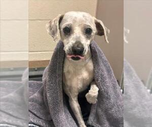 Mutt Dogs for adoption in Martinez, CA, USA