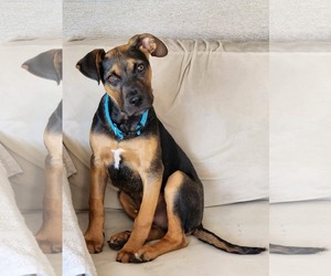 Australian Shepherd-Unknown Mix Dogs for adoption in Des Moines, IA, USA