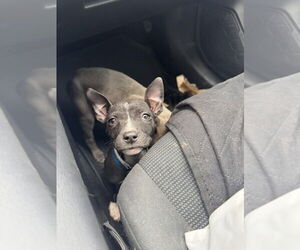 American Pit Bull Terrier Dogs for adoption in Albuquerque, NM, USA