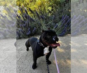 Bulldog-Staffordshire Bull Terrier Mix Dogs for adoption in Fremont, CA, USA