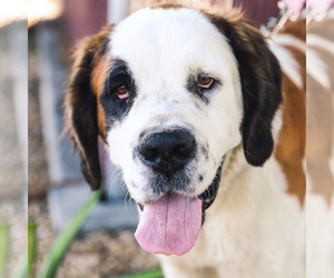 Saint Bernard Dogs for adoption in Dana Point, CA, USA