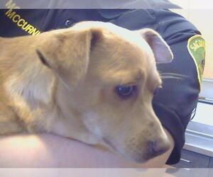 Chihuahua Dogs for adoption in Sacramento, CA, USA