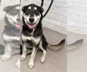 Siberian Husky Dogs for adoption in San Bernardino, CA, USA