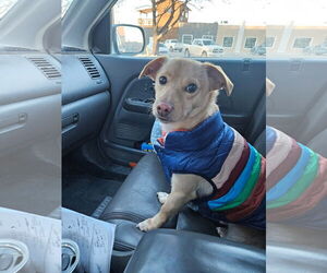 Chihuahua-Unknown Mix Dogs for adoption in Polson, MT, USA