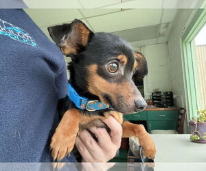 Chiweenie Dogs for adoption in Duluth, MN, USA
