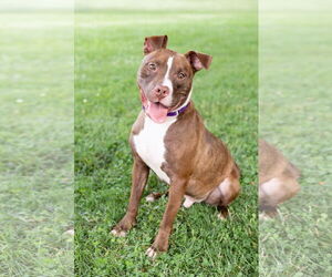 American Pit Bull Terrier-Unknown Mix Dogs for adoption in Crete, IL, USA
