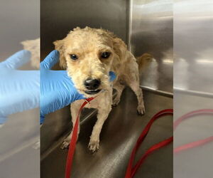 Mutt Dogs for adoption in Riverside, CA, USA