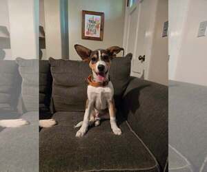 Siberian Husky-Unknown Mix Dogs for adoption in pomfret, CT, USA