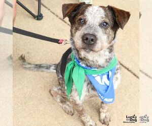 Mutt Dogs for adoption in Washington, DC, USA