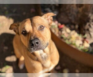 Mutt Dogs for adoption in Tulsa, OK, USA