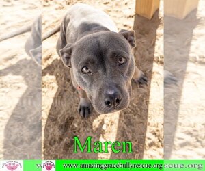 American Pit Bull Terrier-Unknown Mix Dogs for adoption in Pensacola, FL, USA