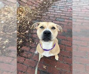 Mutt Dogs for adoption in Boston, MA, USA