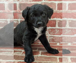 Collie-German Shepherd Dog Mix Dogs for adoption in Lakewood, CO, USA