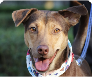 Mutt Dogs for adoption in San Ramon, CA, USA