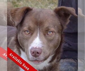 Medium Photo #3 Chocolate Labrador retriever-Siberian Husky Mix Puppy For Sale in Huntley, IL, USA