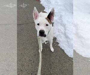 German Shepherd Dog-Unknown Mix Dogs for adoption in Boston, MA, USA