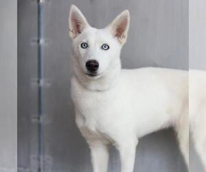 Siberian Husky Dogs for adoption in San Antonio, TX, USA