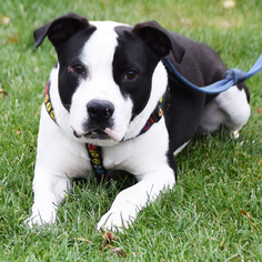Medium Photo #1 American Staffordshire Terrier Puppy For Sale in Huntley, IL, USA