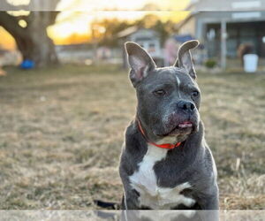 American Pit Bull Terrier-Unknown Mix Dogs for adoption in Boise, ID, USA