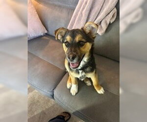 German Shepherd Dog Dogs for adoption in Denver, CO, USA