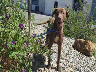 Labrador Retriever Dogs for adoption in Fairfield, CA, USA