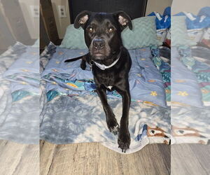 American Pit Bull Terrier-Labrador Retriever Mix Dogs for adoption in Chandler, AZ, USA
