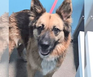 German Shepherd Dog Dogs for adoption in Houston, TX, USA