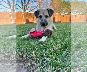German Shepherd Dog-Unknown Mix Dogs for adoption in Dallas, TX, USA