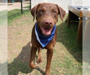 Doberman Pinscher-Labrador Retriever Mix Dogs for adoption in San Antonio, TX, USA