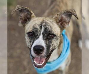 American Staffordshire Terrier-Unknown Mix Dogs for adoption in San Antonio, TX, USA