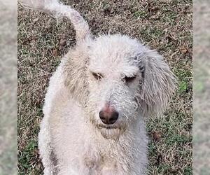 Poodle (Miniature)-Unknown Mix Dogs for adoption in Yardley, PA, USA