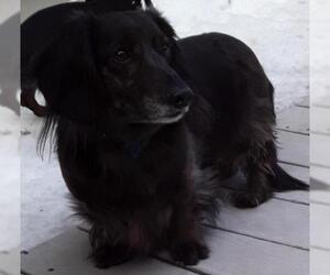 Dachshund Dogs for adoption in Newfoundland, PA, USA