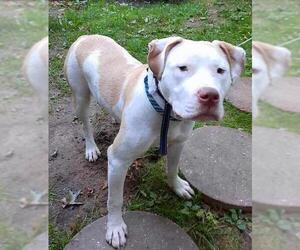 American Staffordshire Terrier Dogs for adoption in Staten Island, NY, USA