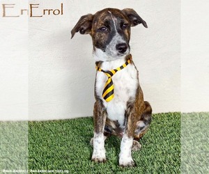 Medium Photo #2 Labrador Retriever-Plott Hound Mix Puppy For Sale in San Diego, CA, USA