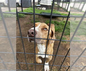 American Pit Bull Terrier-Basset Hound Mix Dogs for adoption in Waco, TX, USA
