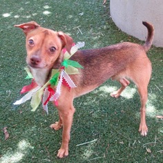 Mutt Dogs for adoption in VACAVILLE, CA, USA