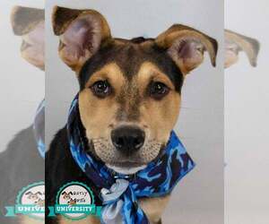 Mutt Dogs for adoption in Kennesaw, GA, USA