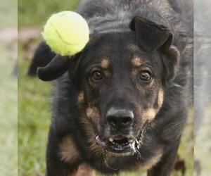 German Shepherd Dog Dogs for adoption in Rosenberg, TX, USA