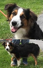 Australian Shepherd Dogs for adoption in Chantilly, VA, USA