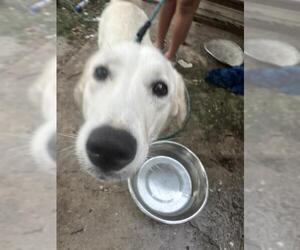 Great Pyrenees-Unknown Mix Dogs for adoption in San Antonio, TX, USA